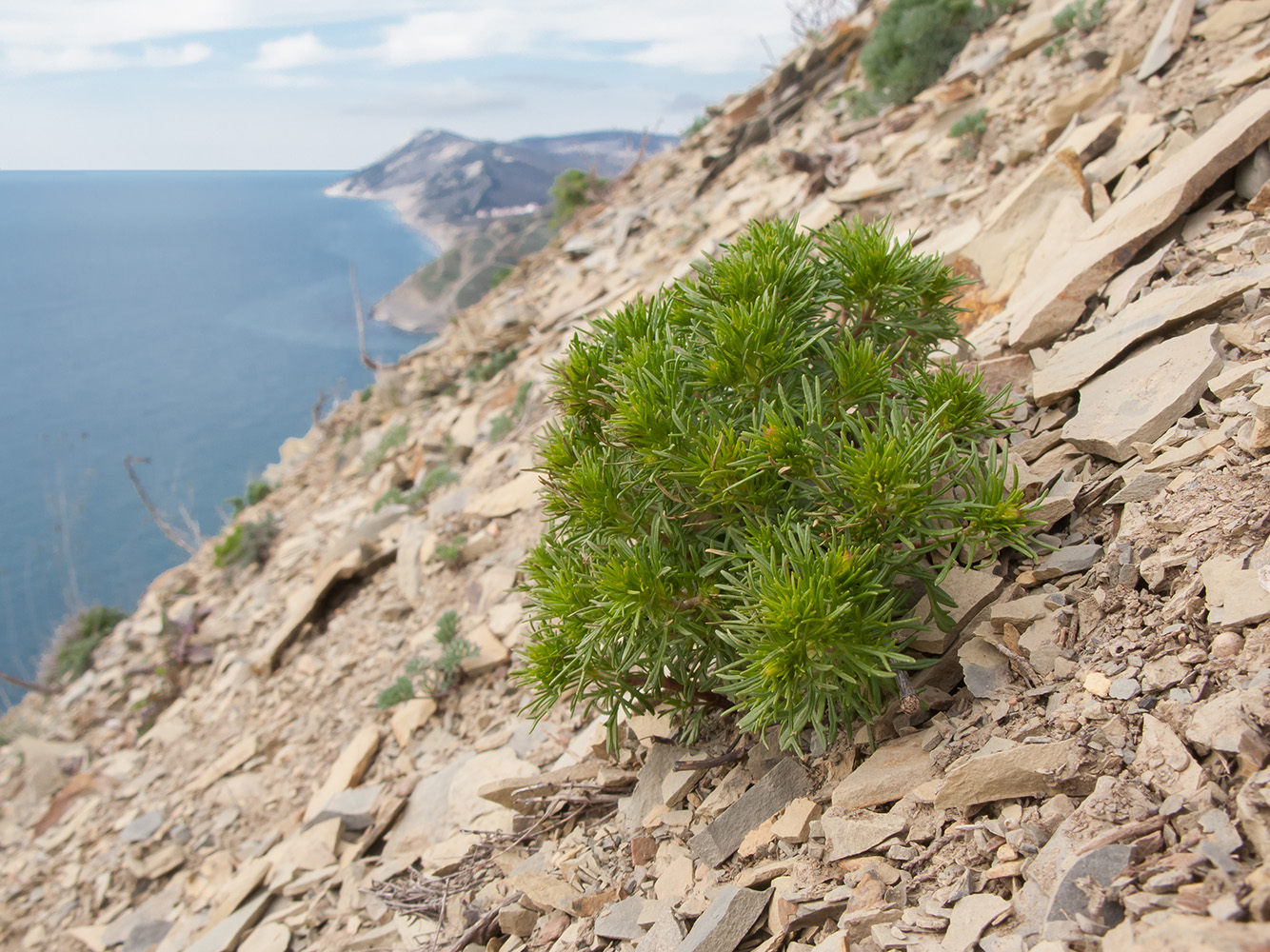 Image of Veronica filifolia specimen.