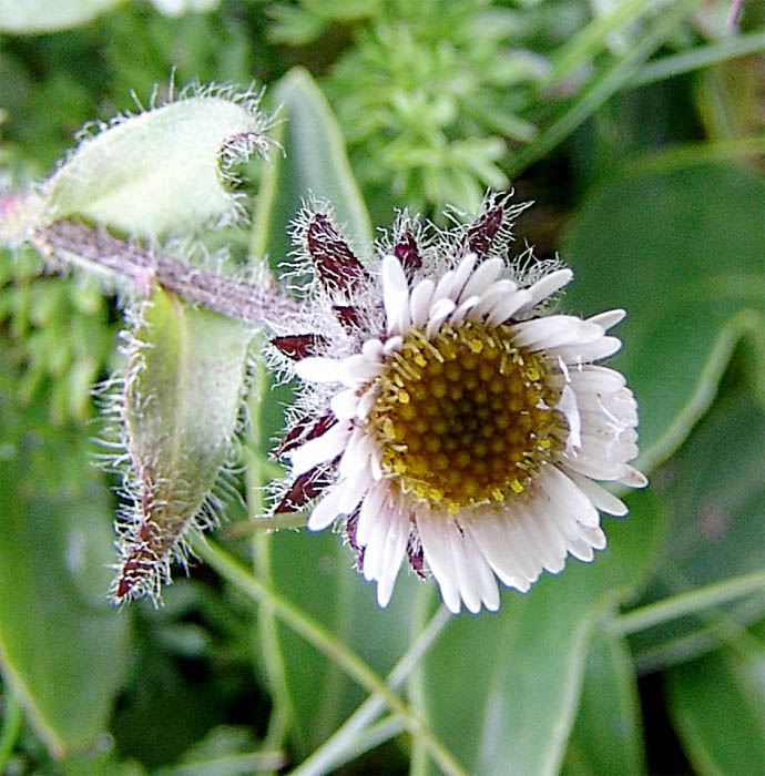 Image of Erigeron uniflorus specimen.