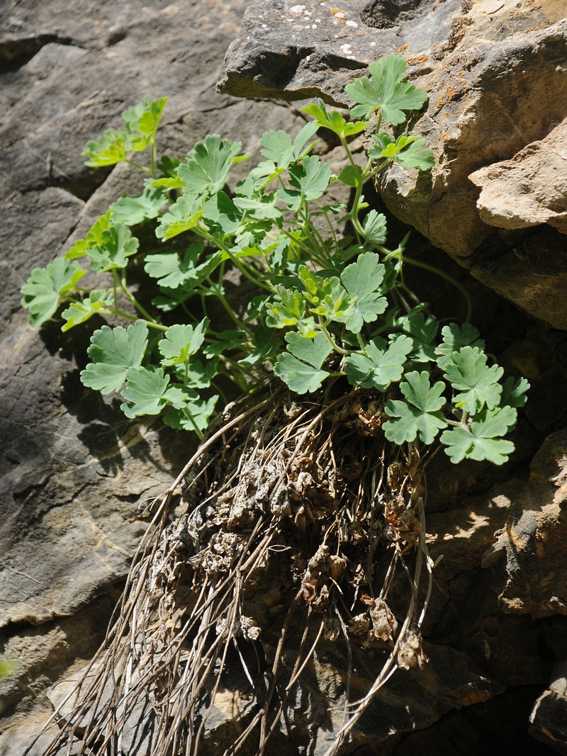 Изображение особи Aquilegia tianschanica.