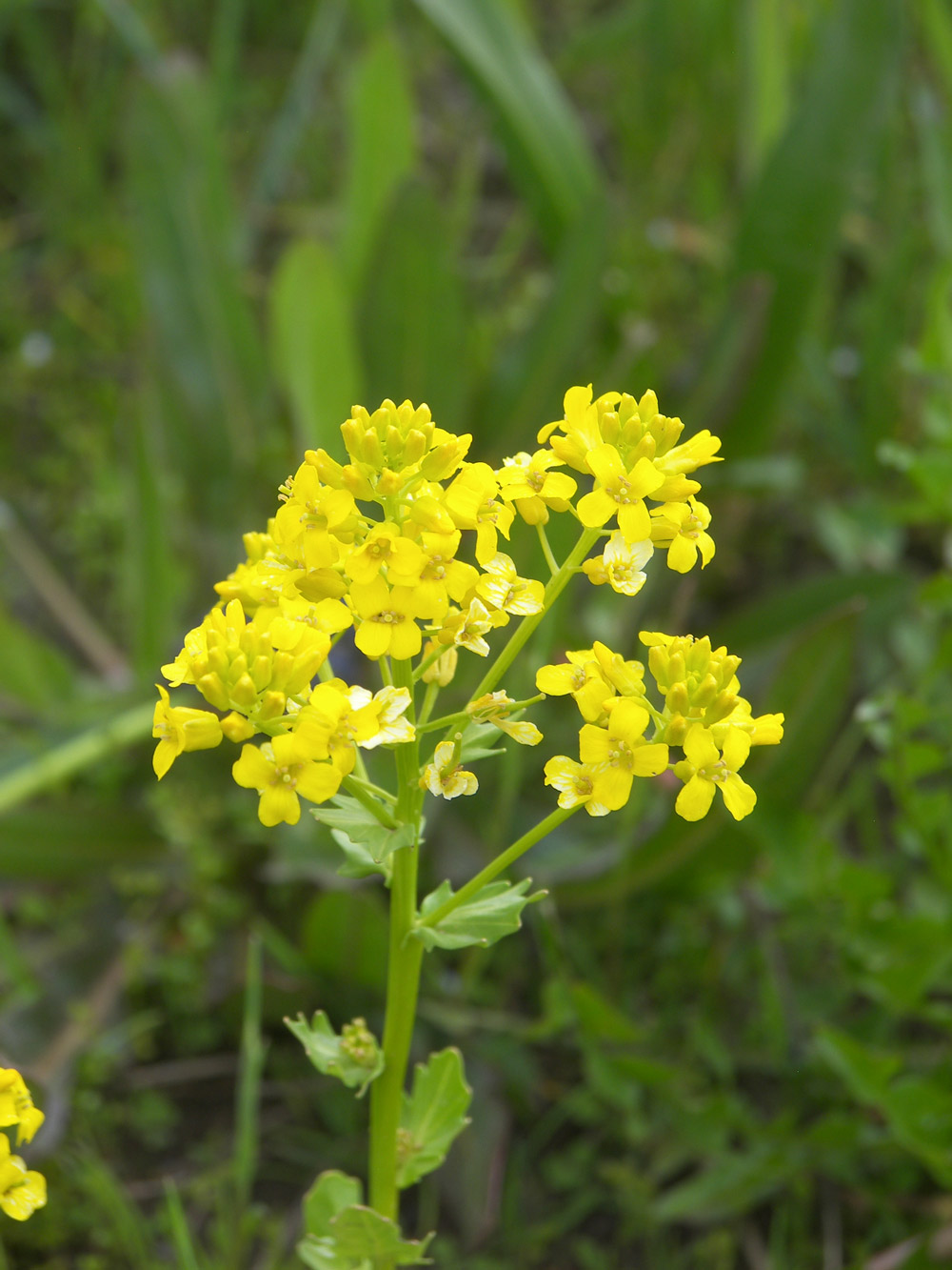 Изображение особи Barbarea plantaginea.