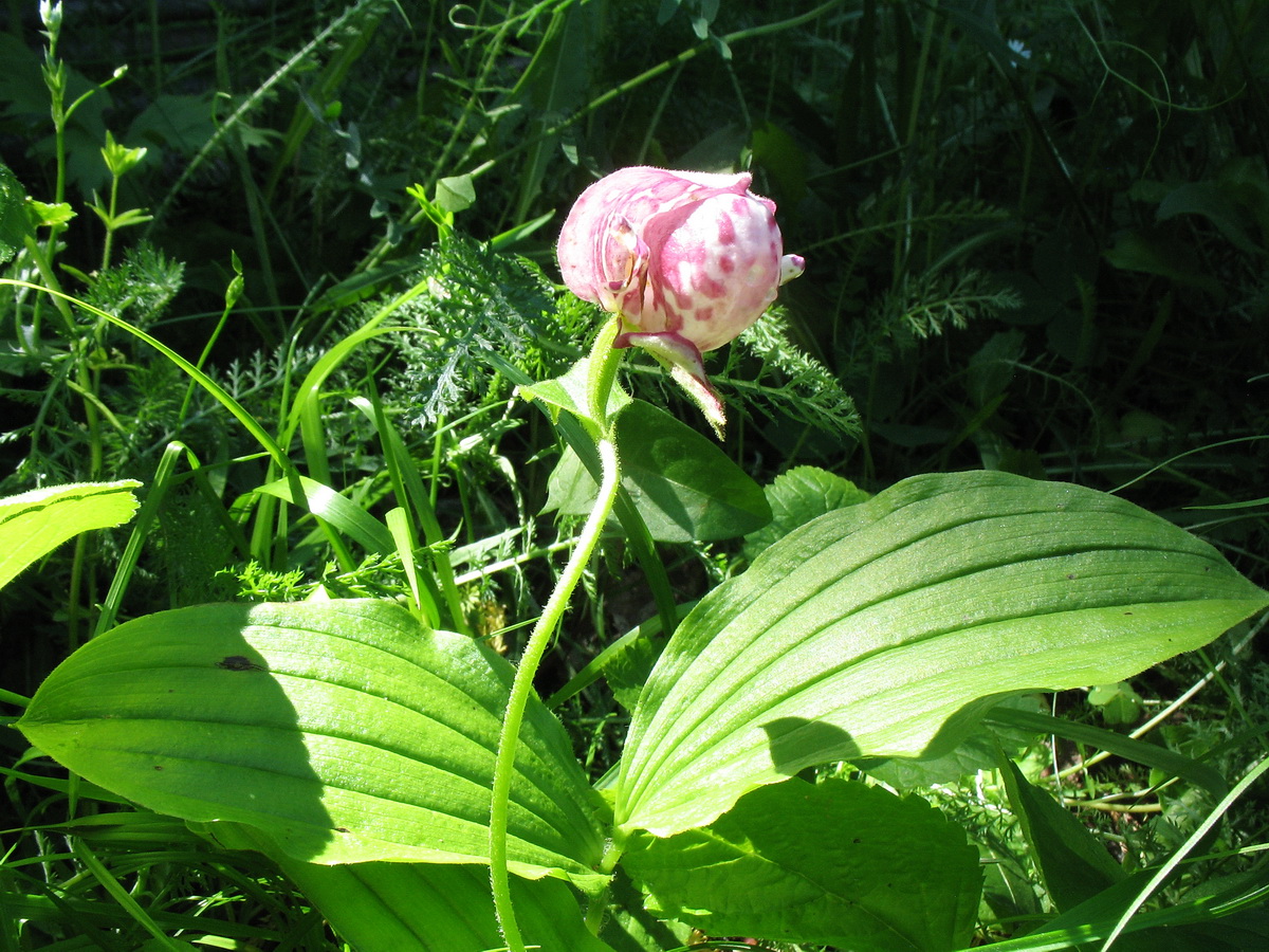 Image of Cypripedium guttatum specimen.