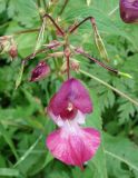 Impatiens glandulifera. Верхушка побега с цветком и плодами. Сахалинская обл., г. Анива, берег р. Лютяга, около пешеходного моста. 18.08.2019.