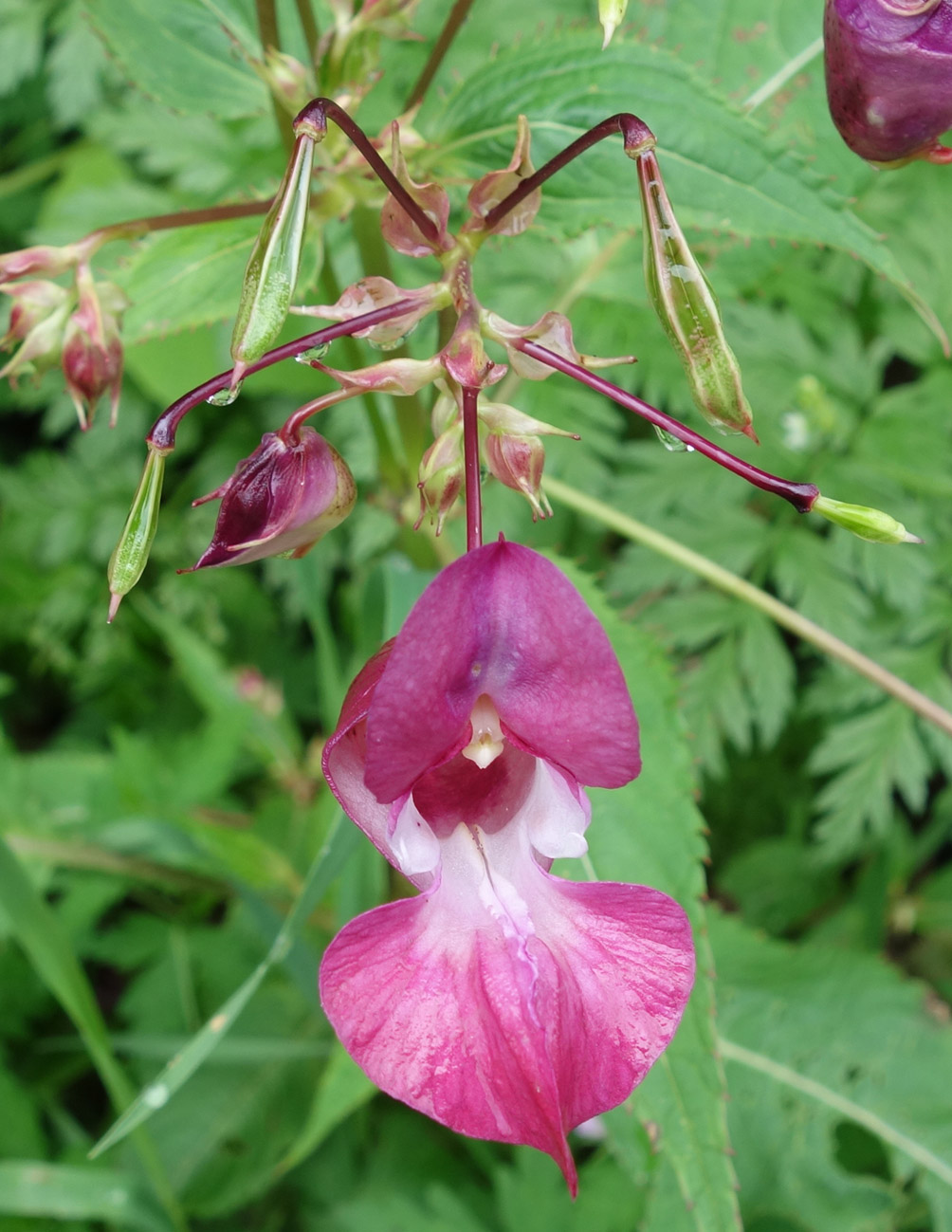 Image of Impatiens glandulifera specimen.