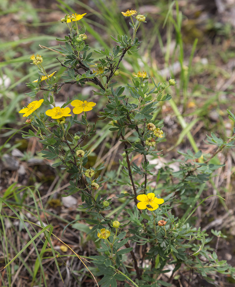 Image of Dasiphora fruticosa specimen.