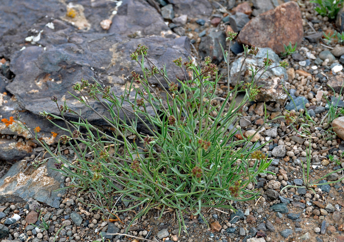 Изображение особи Bupleurum bicaule.