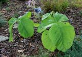 Arisaema franchetianum