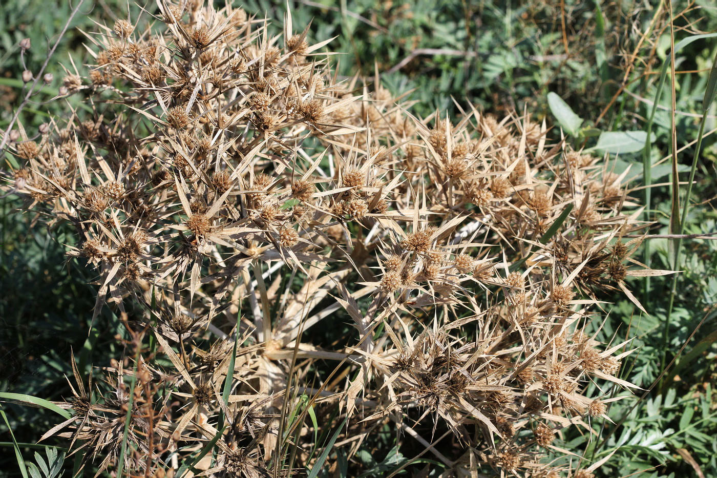 Изображение особи Eryngium campestre.