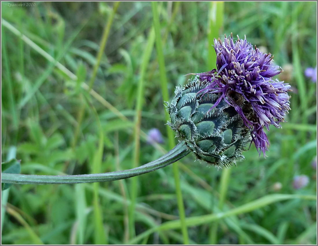 Image of Centaurea scabiosa specimen.
