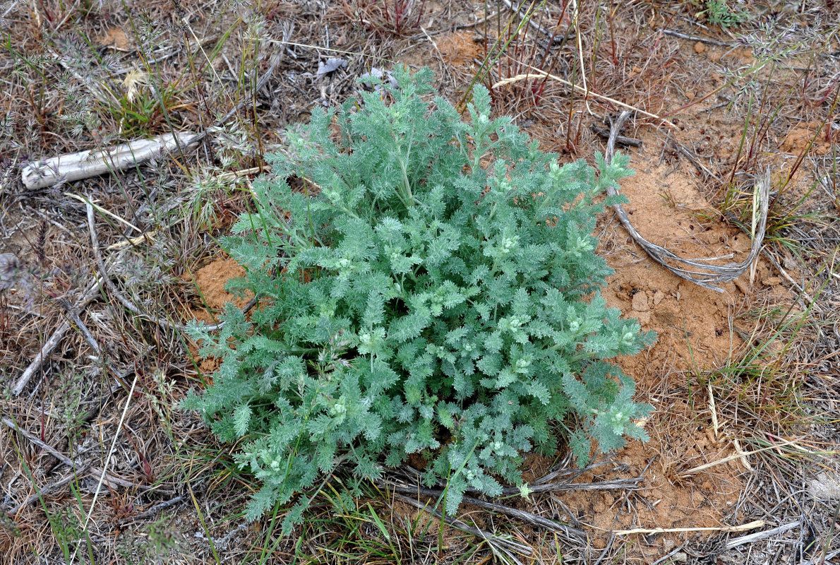 Image of genus Artemisia specimen.