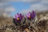 Pulsatilla taurica. Цветущие растения. Крым, Севастополь, окр. с. Терновка, скалы Кара-Коба. 01.03.2020.