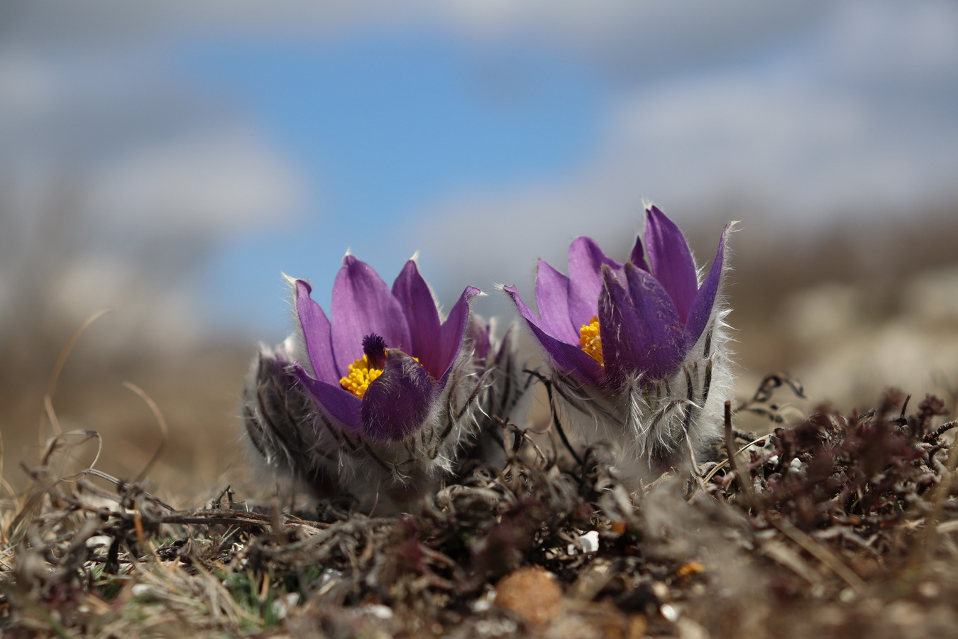 Image of Pulsatilla taurica specimen.