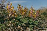 Corydalis ainae