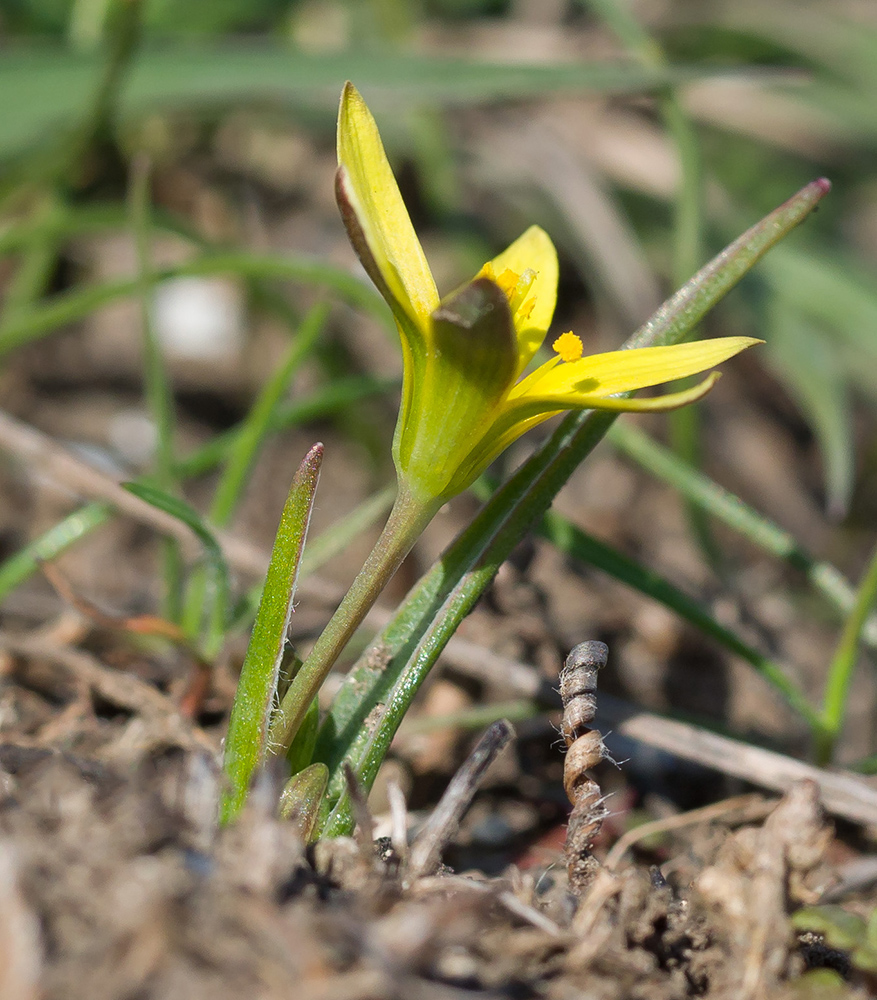 Image of Gagea artemczukii specimen.