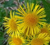 Inula britannica