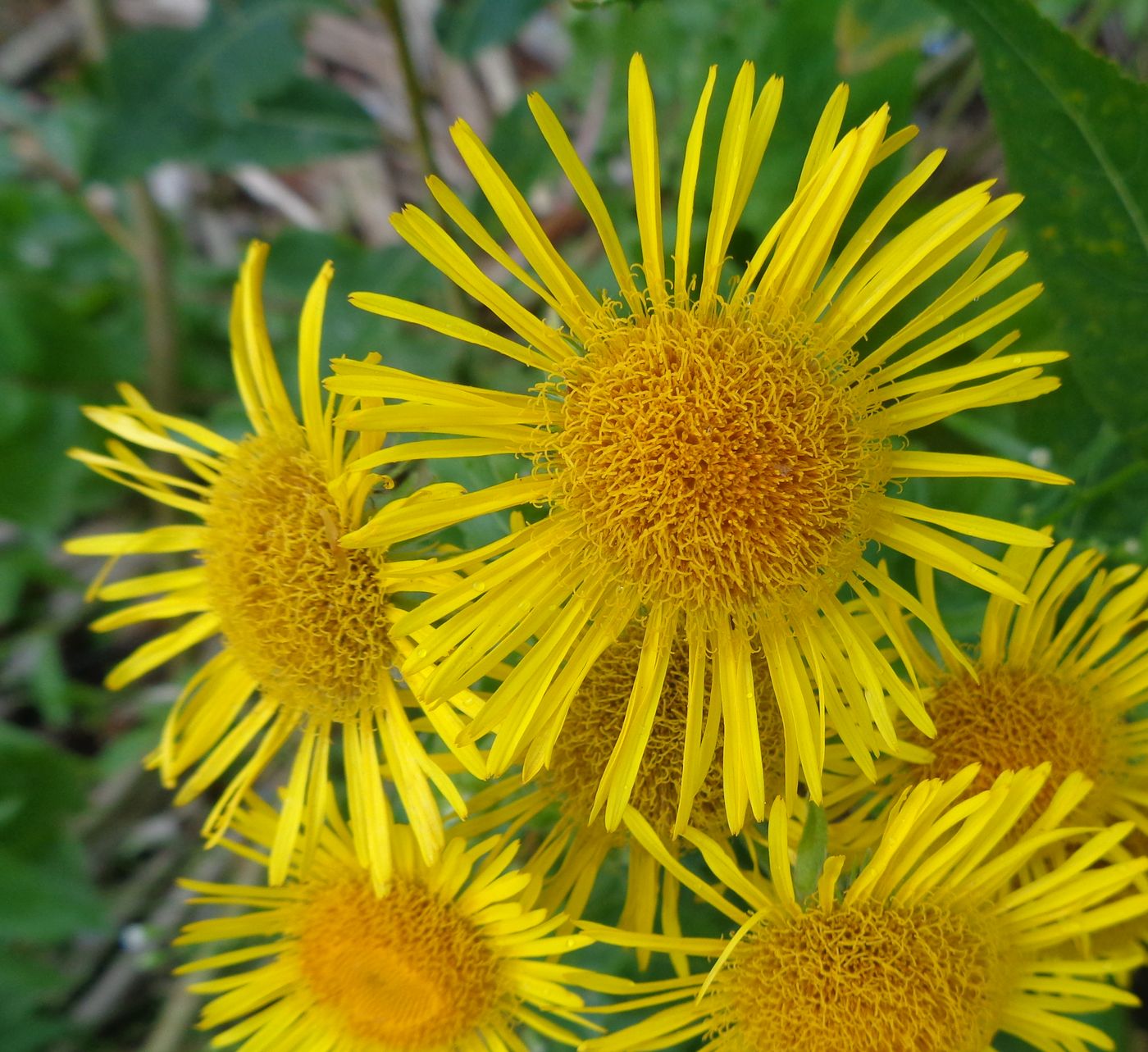 Изображение особи Inula britannica.