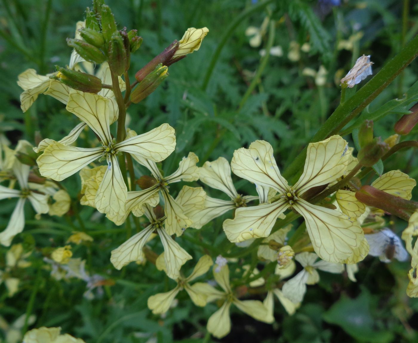 Изображение особи Eruca sativa.