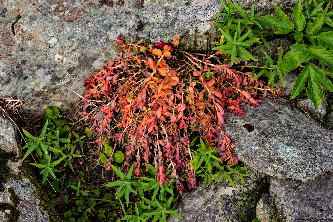 Image of Rhodiola rosea specimen.