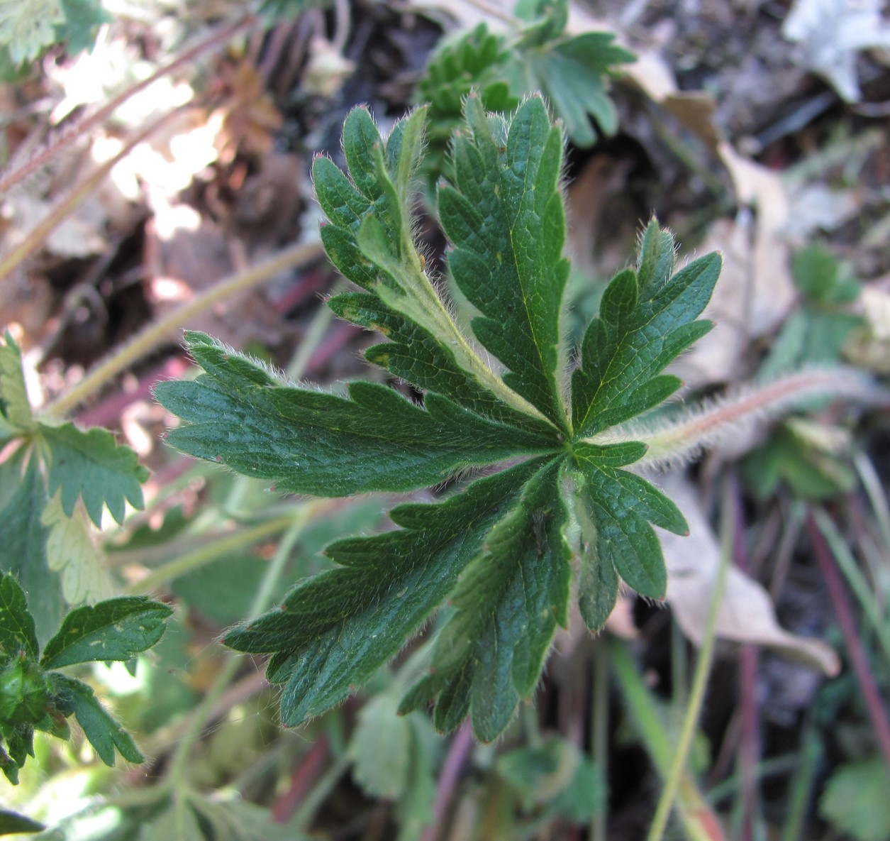 Image of Potentilla caucasica specimen.