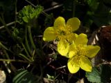 Waldsteinia subspecies maximowicziana