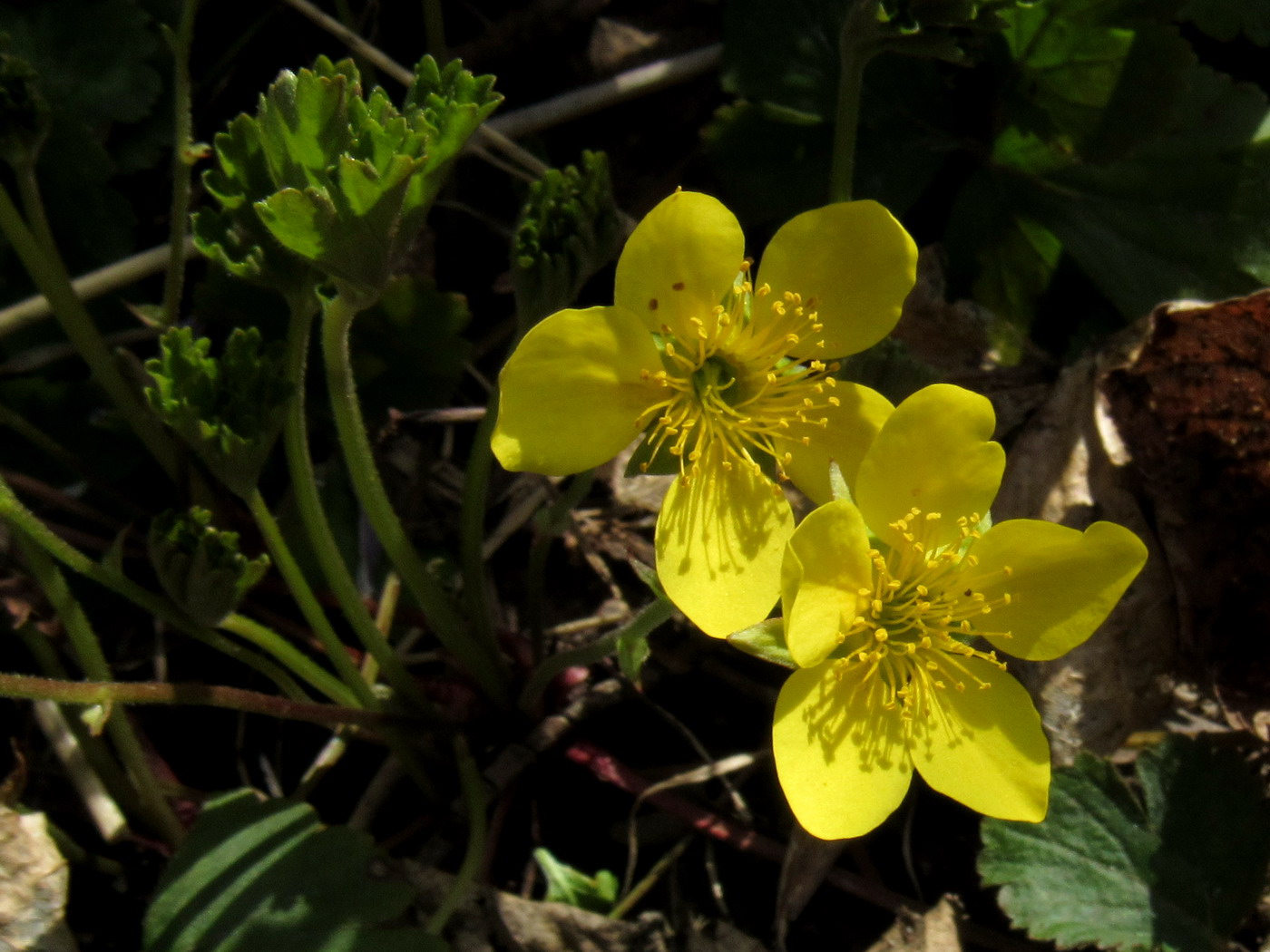 Image of Waldsteinia ternata ssp. maximowicziana specimen.