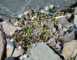 Cerastium pusillum