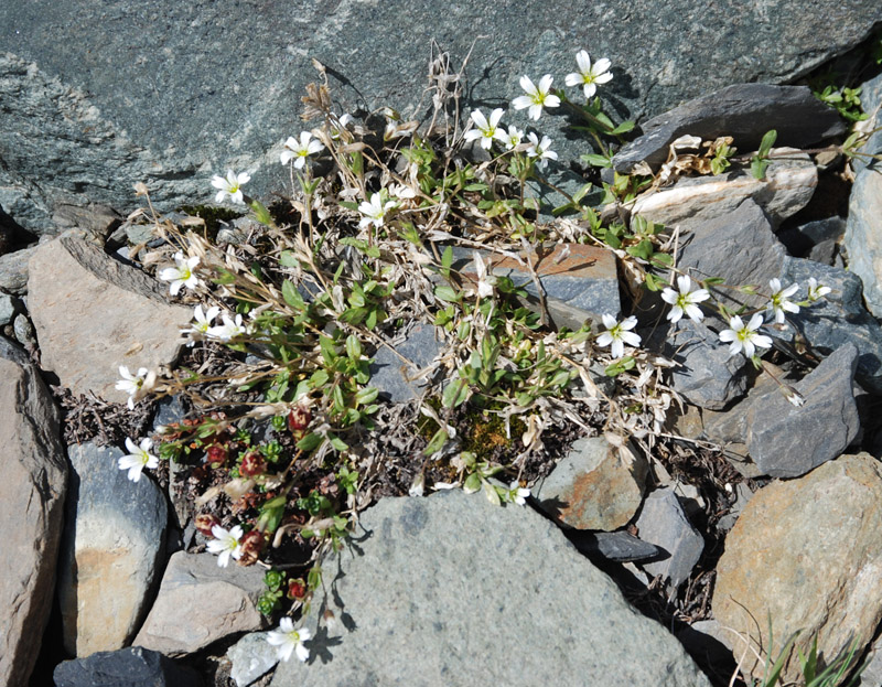 Изображение особи Cerastium pusillum.