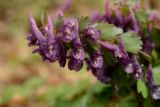 Corydalis solida