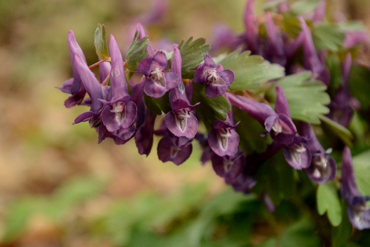 Изображение особи Corydalis solida.