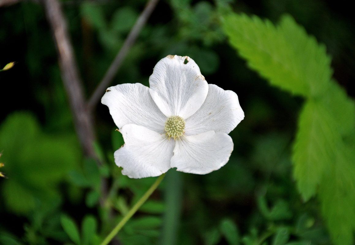 Image of Anemone sylvestris specimen.