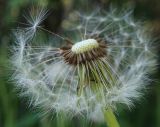 род Taraxacum. Соплодие. Татарстан, г. Бавлы, огород. 29.05.2020.