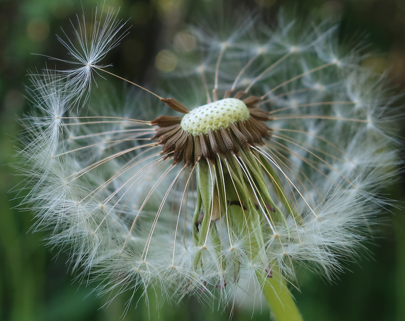 Image of genus Taraxacum specimen.