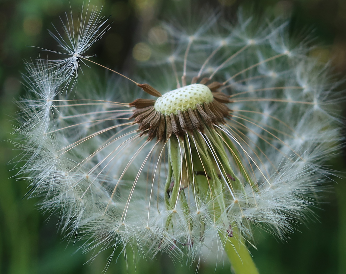 Изображение особи род Taraxacum.