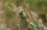 Image of taxon representative. Author is Евгений Белоусов