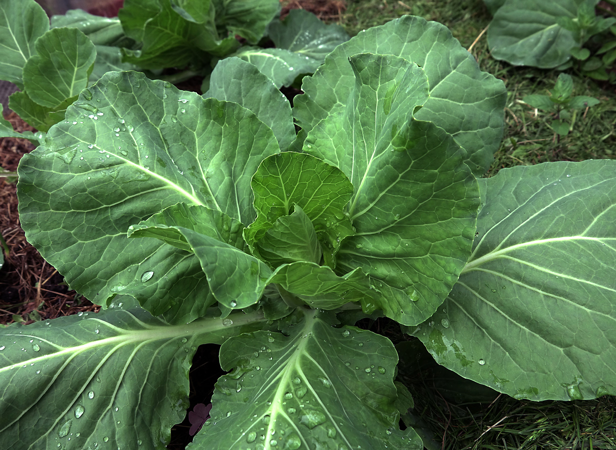 Изображение особи Brassica oleracea var. capitata.