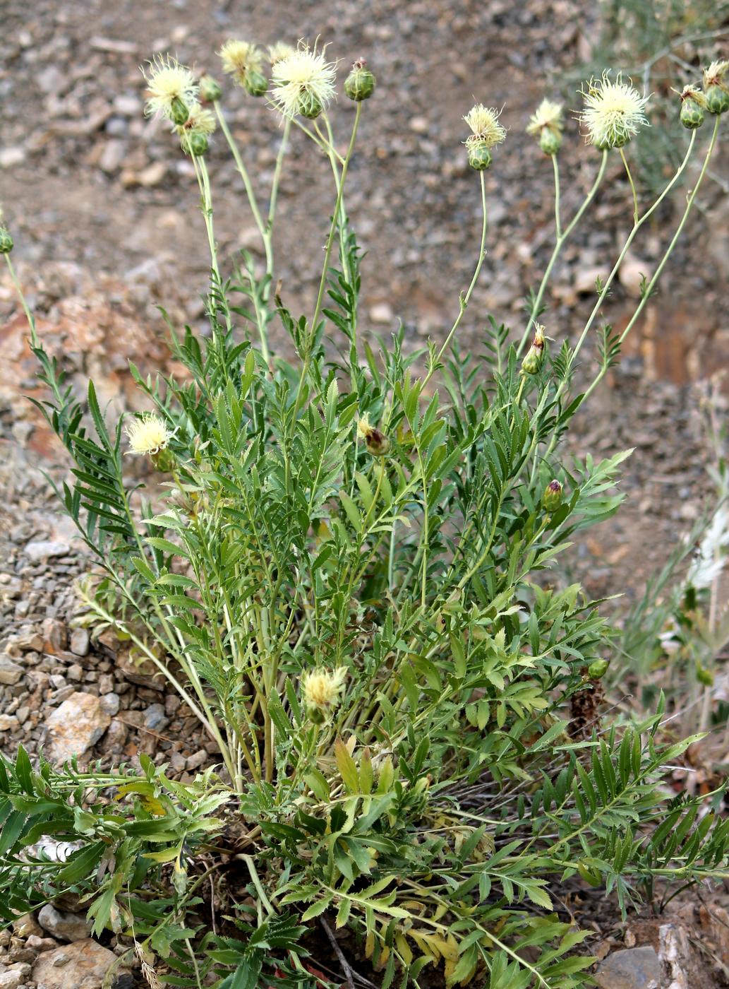 Изображение особи Rhaponticoides ruthenica.