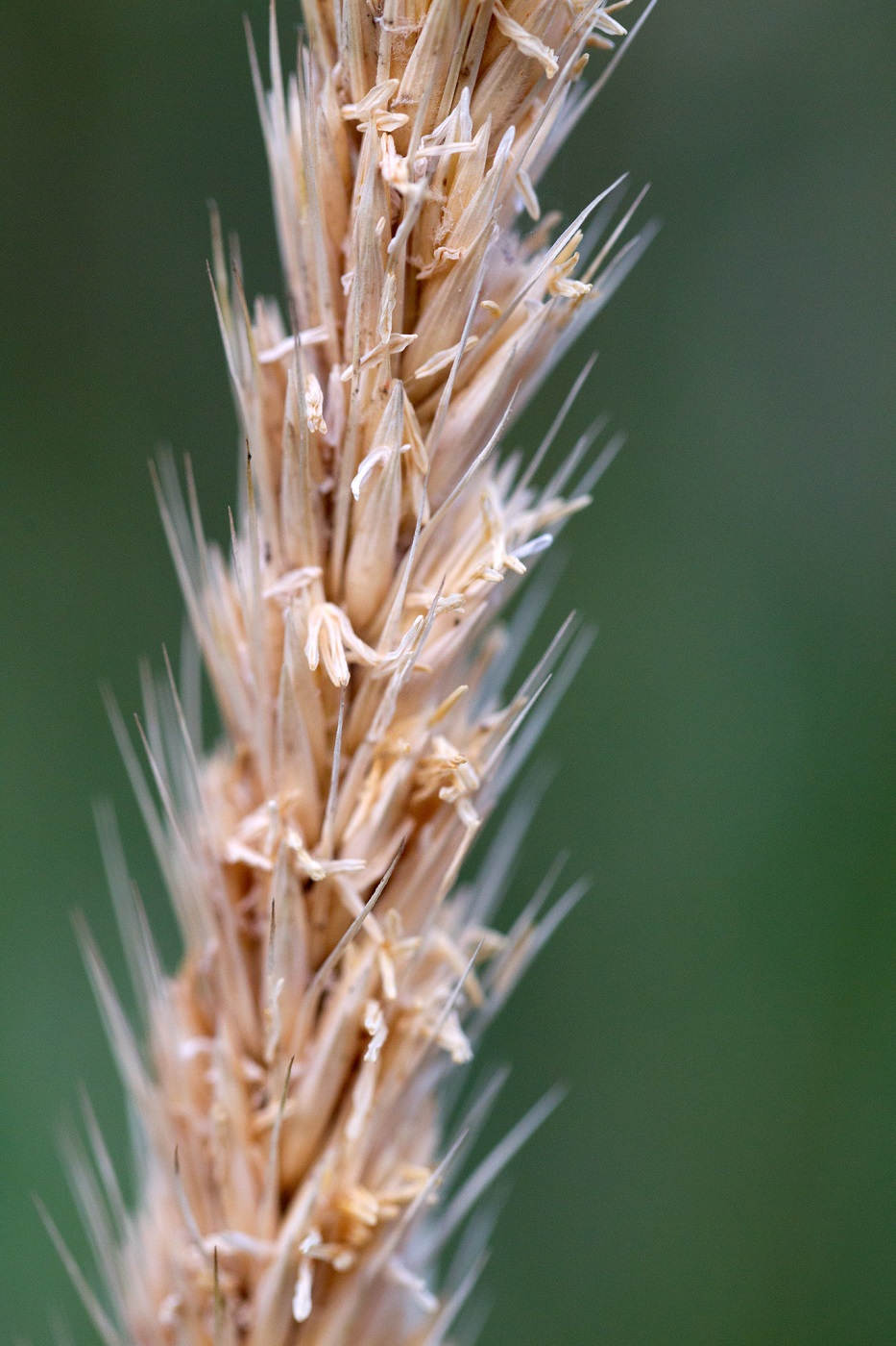 Image of genus Leymus specimen.