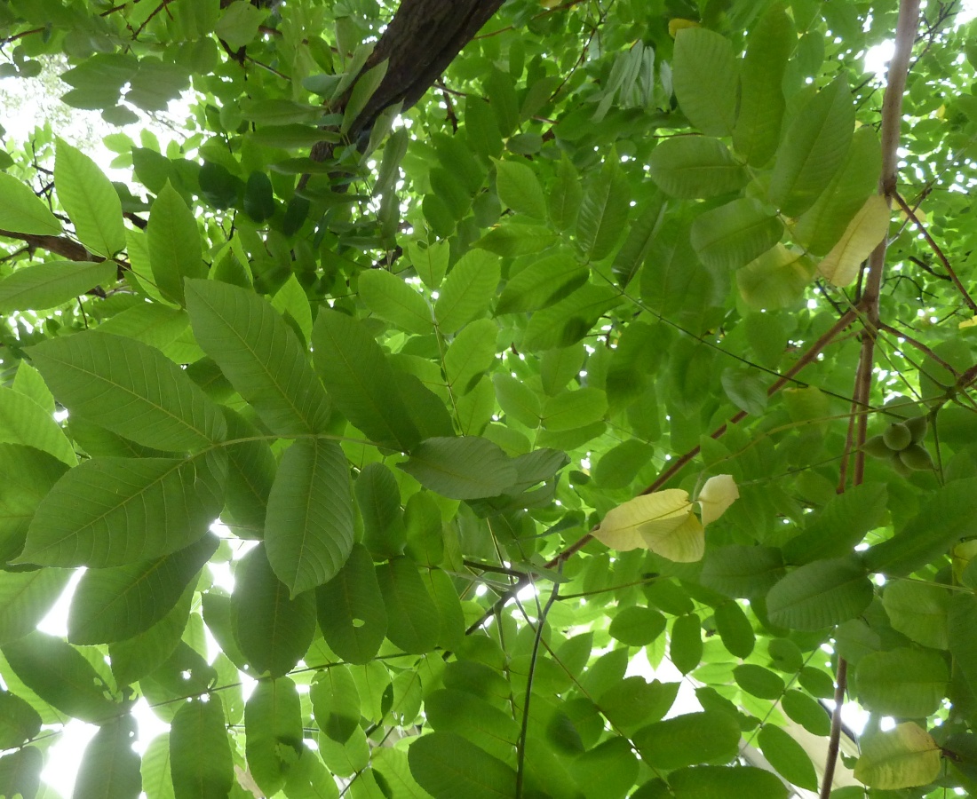 Image of Juglans mandshurica specimen.