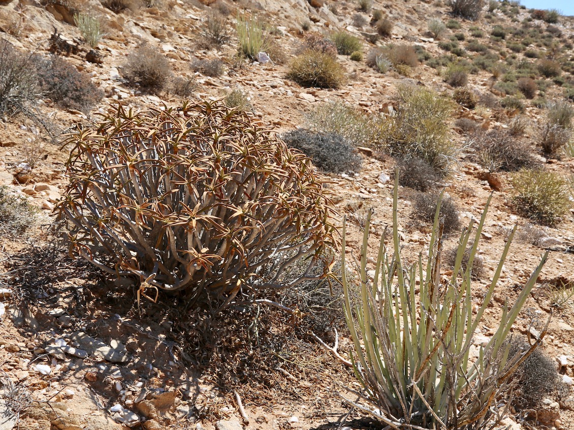 Image of Aloidendron ramosissimum specimen.