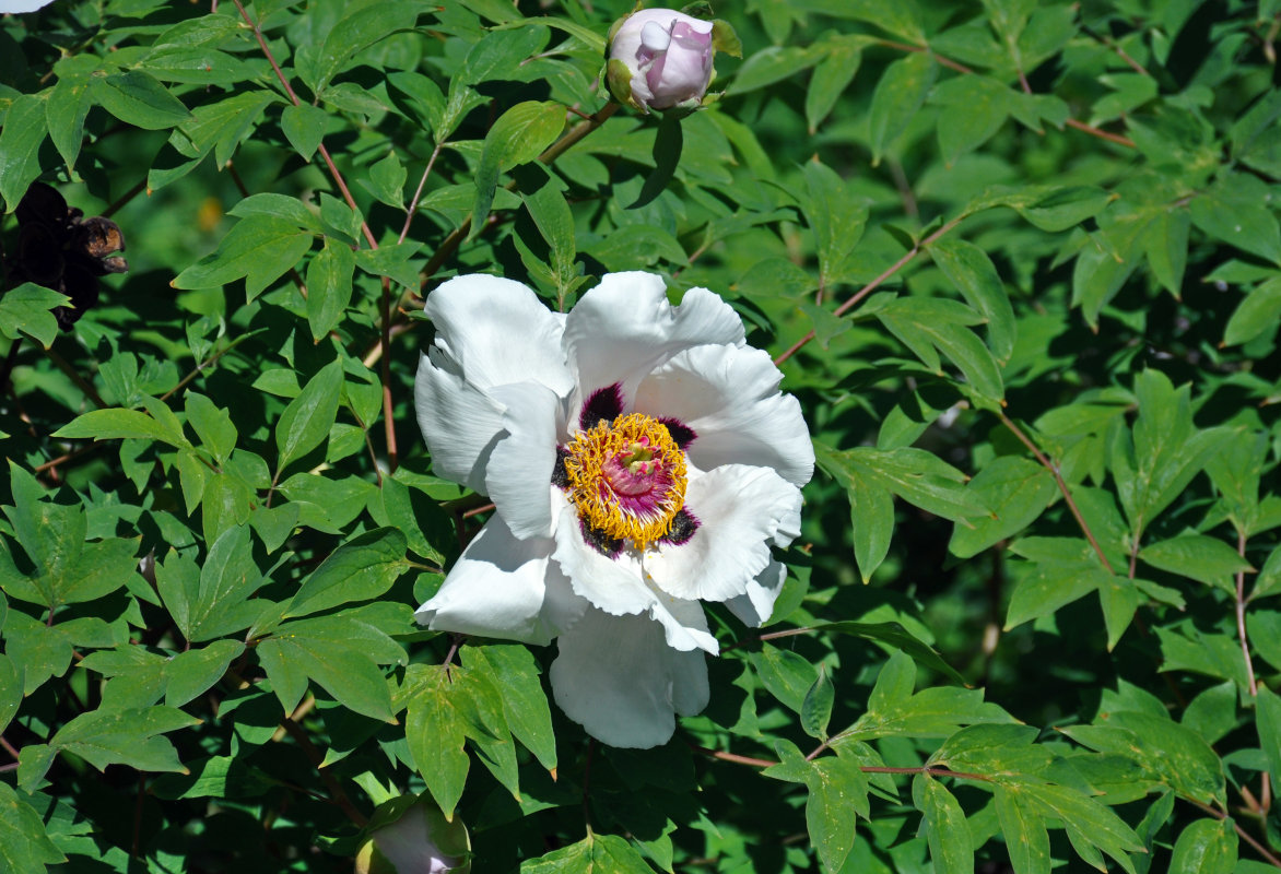 Изображение особи Paeonia suffruticosa.