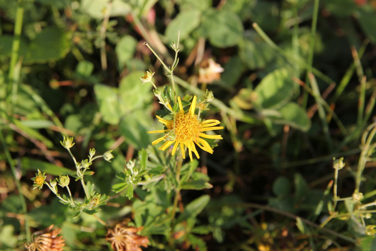 Image of Inula britannica specimen.