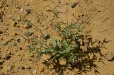 Lactuca undulata