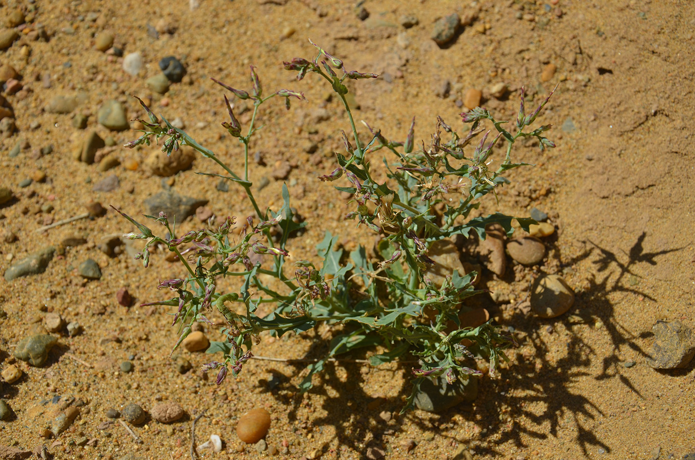 Image of Lactuca undulata specimen.