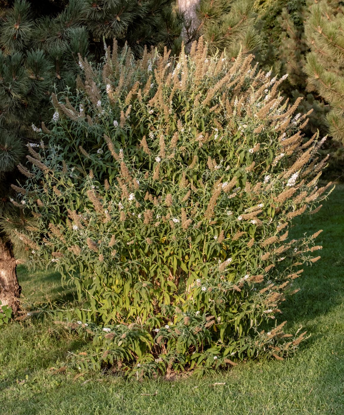 Image of Buddleja davidii specimen.