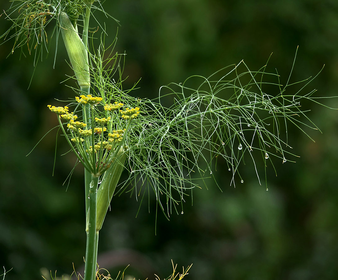 Image of Foeniculum vulgare specimen.