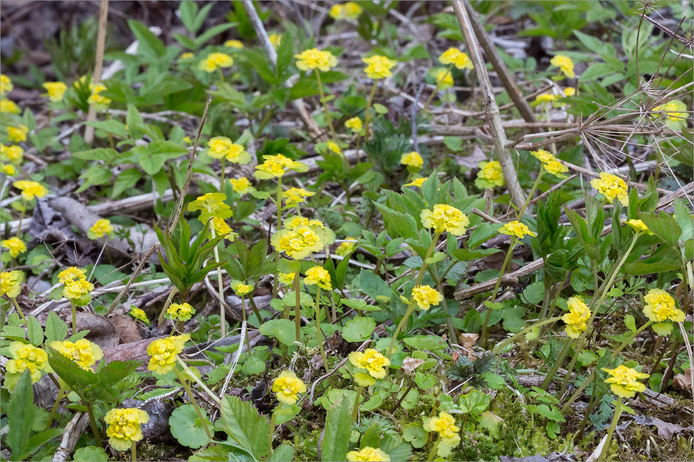 Image of Chrysosplenium alternifolium specimen.