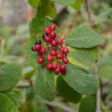 Viburnum lantana. Соплодие с созревающими плодами и листья. Краснодарский край, Апшеронский р-н, окр. пос. Отдалённый, гора Черногор, выс. ок. 1600 н.у.м., субальпийский луг. 04.10.2020.