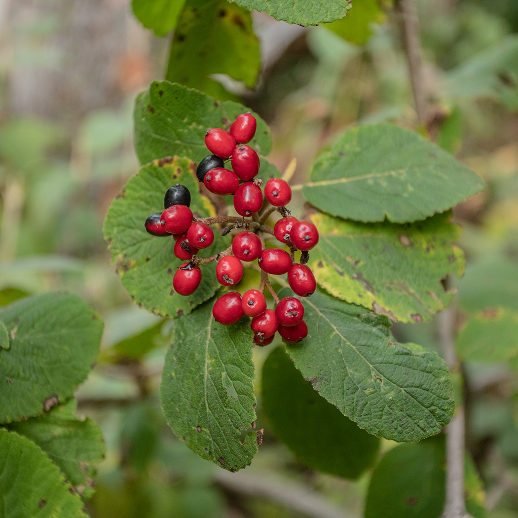 Image of Viburnum lantana specimen.