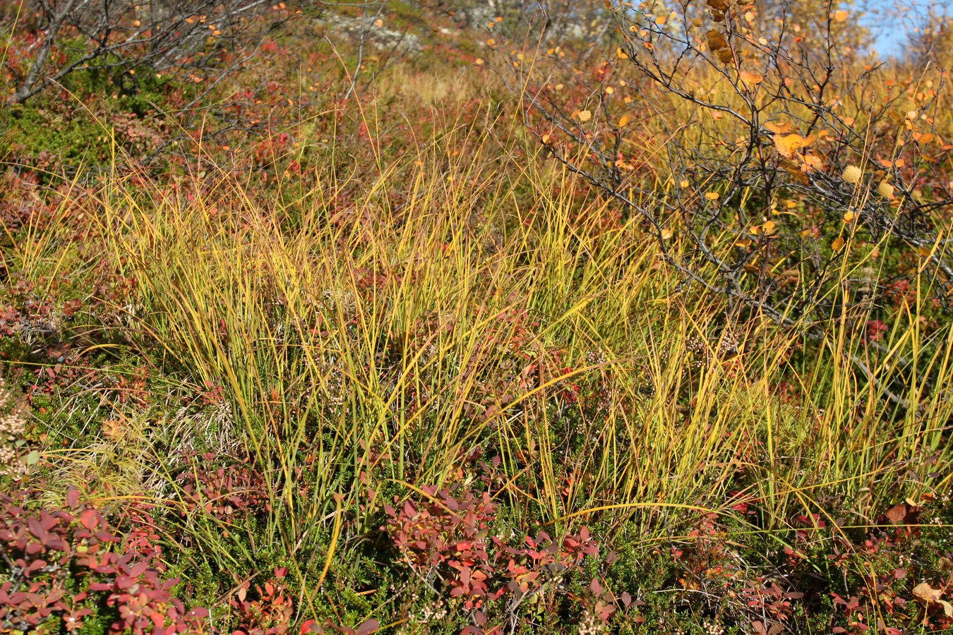 Image of genus Carex specimen.