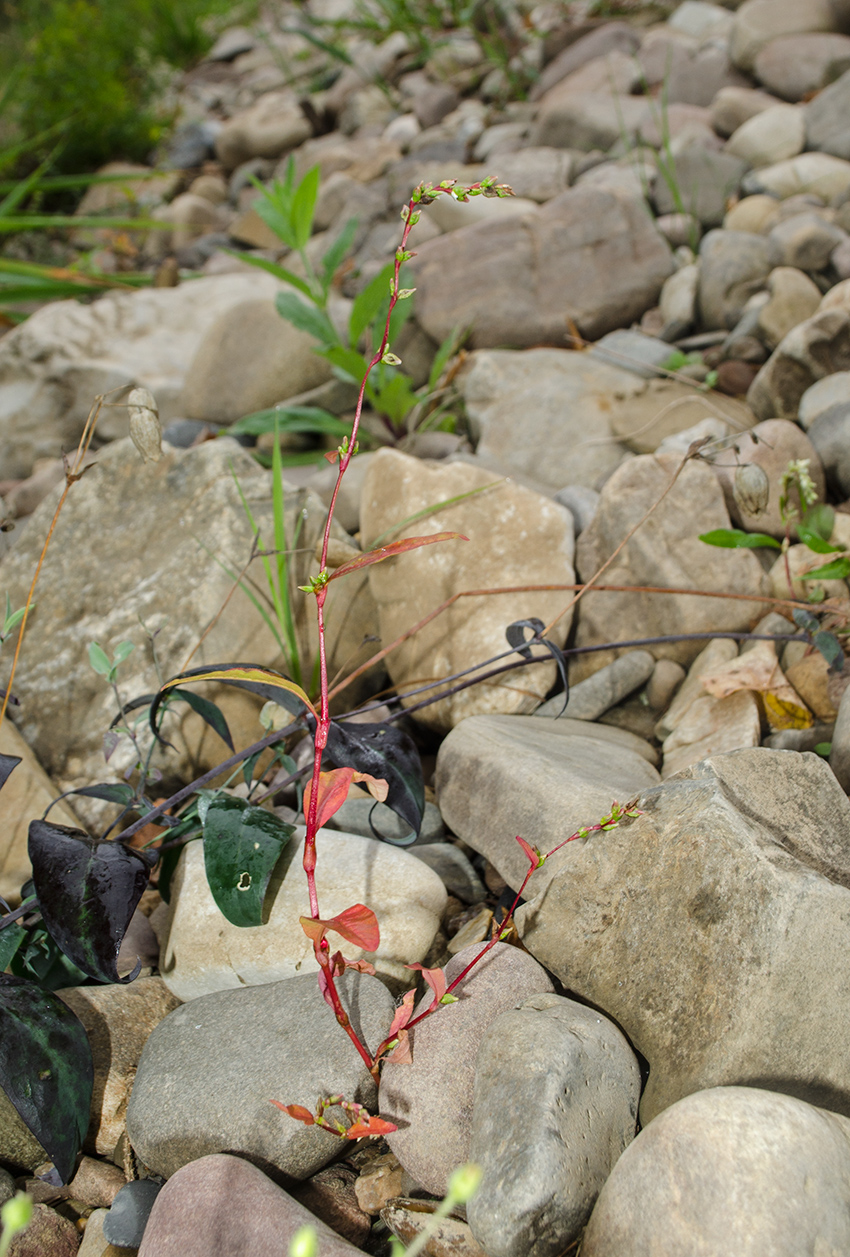 Image of Persicaria hydropiper specimen.