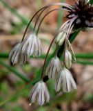 Allium oleraceum. Часть соцветия с цветками и луковичками. Украина, Волынская обл., Ратновский р-н, северо-восточные окрестности с. Комарово, дюна. 26 июля 2010 г.